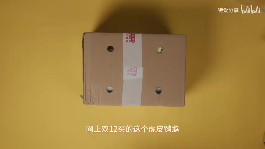 家里已有的笼养银灰虎皮鹦鹉